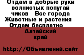 Отдам в добрые руки волнистых попугай.чиков - Все города Животные и растения » Отдам бесплатно   . Алтайский край